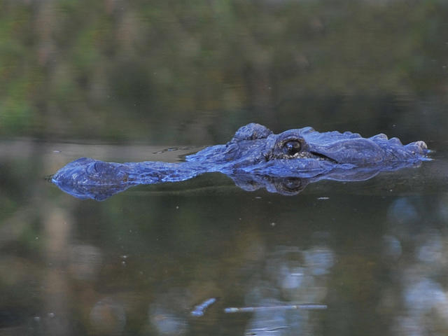 Alligator at Baton Rouge Zoo Photo 3