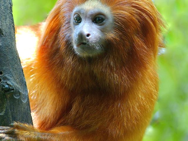 Golden-lion Tamarin at Baton Rouge Zoo Photo 6