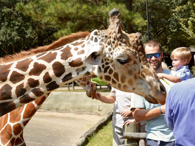 Giraffe love at BREC's Baton Rouge Zoo Photo