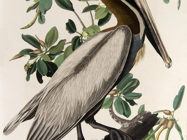 "The Birds of America" (double elephant folio edition) by John James Audubon