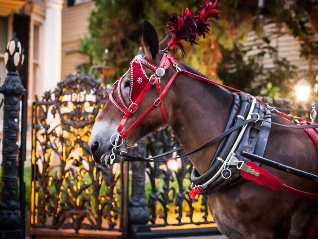 Famous French Quarter Carriage Mules of New Orleans