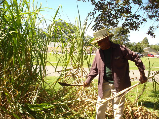 Come learn about sugar cane agriculture at the West Baton Rouge Museum. Photo 15