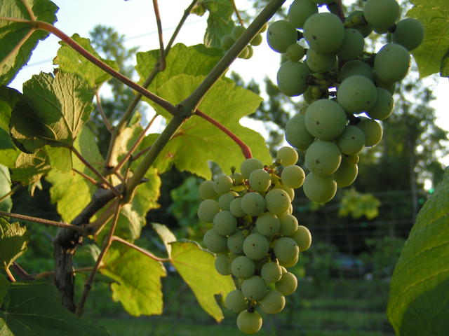 Wild Bush Farm + Vineyard Photo 5