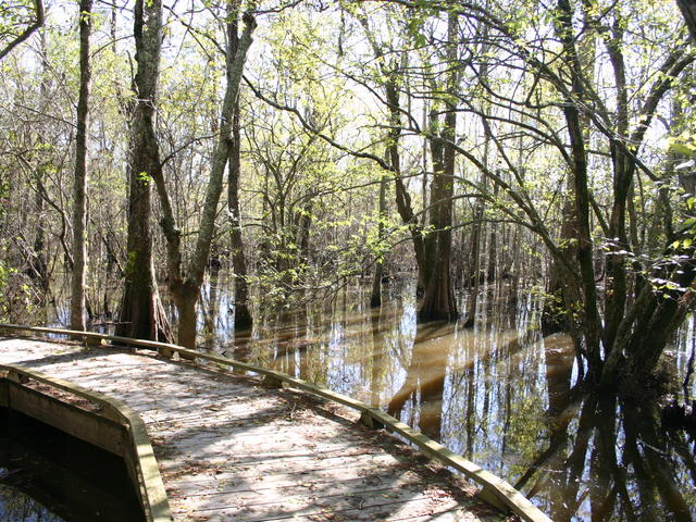 Boardwalk in Cypress Swamp