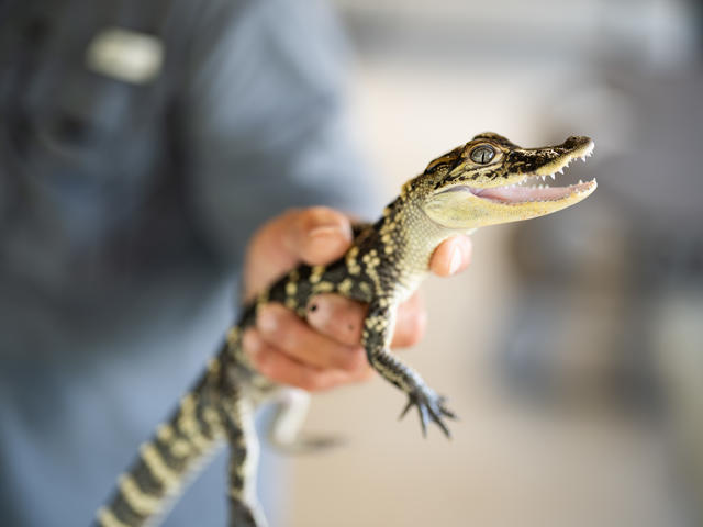 Greenwood Gator Farm and Tours Photo 2