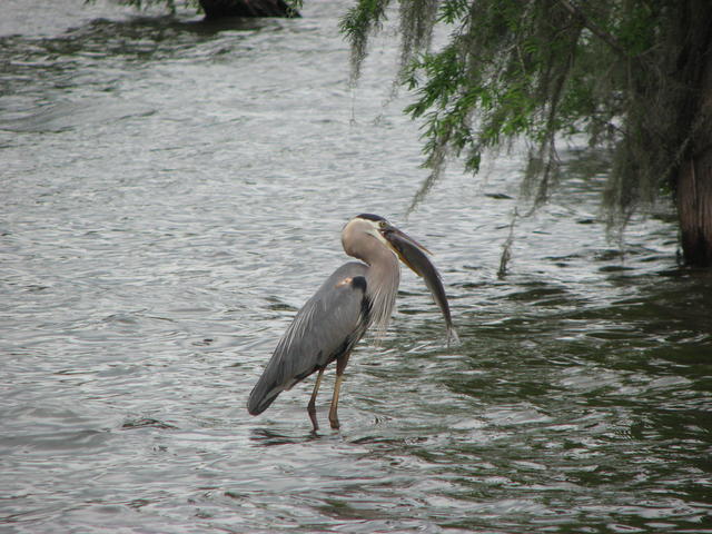 his eyes are too big for his stomach