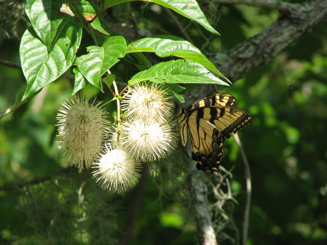 Tiger Butterfly on Button Bush flowers