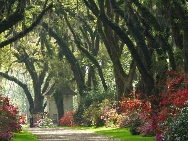 Afton Villa Gardens gatehouse and oak allee' underplanted with azaleas, St. Francisville. Photo 5