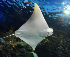 Sting ray at the Audubon Aquarium in New Orleans