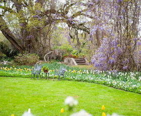 Purplewisteria in full bloom draping over a butterfly bench at Afton Villa Gardens in Francisville, Louisiana.