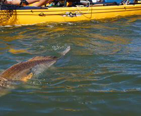 Kayak fishing for redfish in Grand Isle, Louisiana