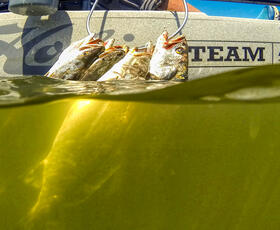 Kayak fishing for redfish and speckled trout off Grand Isle, Louisiana.
