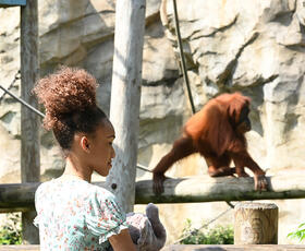 A woman watches monkeys at the Audubon Zoo in New Orleans