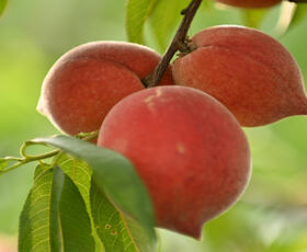 Bright round red-orange peaches hanging from a branch surrounded by green leaves in Ruston, Louisiana.
