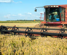 Orange combine harvester in a golden-yellow rice field in Louisiana under a blue sky with scattered clouds.