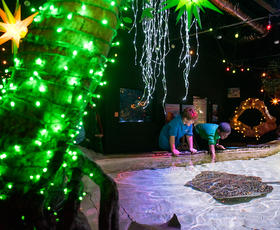 Children peek at stingrays swimming through a brightly lit habitat at the Shreveport Aquarium.