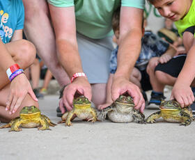 A group of three people preparing to race frogs at the Rayne Frog Festival.