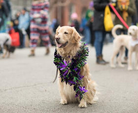 Mardi Paws Mardi Gras Parade