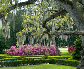 The gardens at the Audubon Historic Site are framed by massive weeping willow trees, and in the background are vibrant purple flowers.