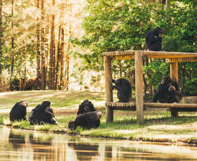 Chimpanzees lounging in their habitat at Chimp Haven.