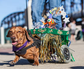 Shreveport-Bossier Krewe of Barkus Parade