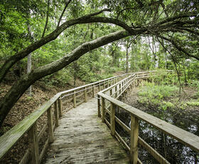 A boardwalk at Fort Randolph and Buhlow State Historic Site, partially covered by a large leaning tree.