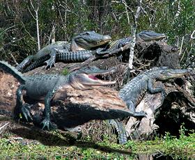 jean Lafitte Swamp  tour