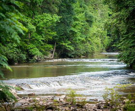 Water cascades down a set of mini waterfalls on a tree-lined river in Louisiana's Kisatchie National Forest.