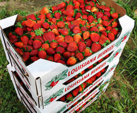 Ponchatoula Strawberries