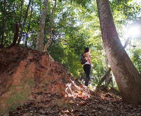 A hiker stands on a hill surrounded by trees at Tunica Hills Wildlife Management Area.