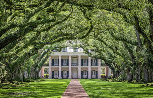 The brick path to the Oak Alley Plantation home is lined with large, curved trees, creating an archway.