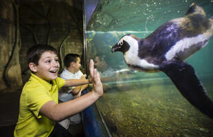 Young boy meets face to face with a penguin friend at the Audubon Aquarium in New Orleans.