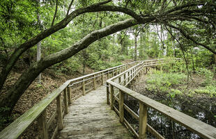 A boardwalk at Fort Randolph and Buhlow State Historic Site, partially covered by a large leaning tree.