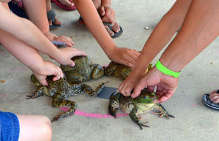 Children handling frogs at The Rayne Frog Festival, a Louisiana event celebrating the town’s amphibians with live music and food.