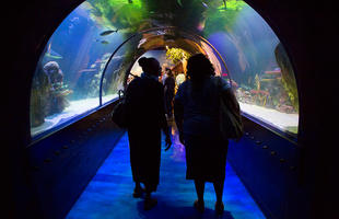 Explore the Shreveport Aquarium