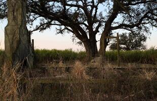 True Detective Tree Oak Alley Plantation