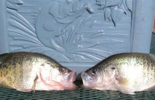 White Perch