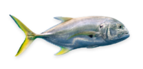 Crevalle Jack