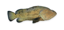 MarbledGrouper