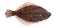  Southern Flounder